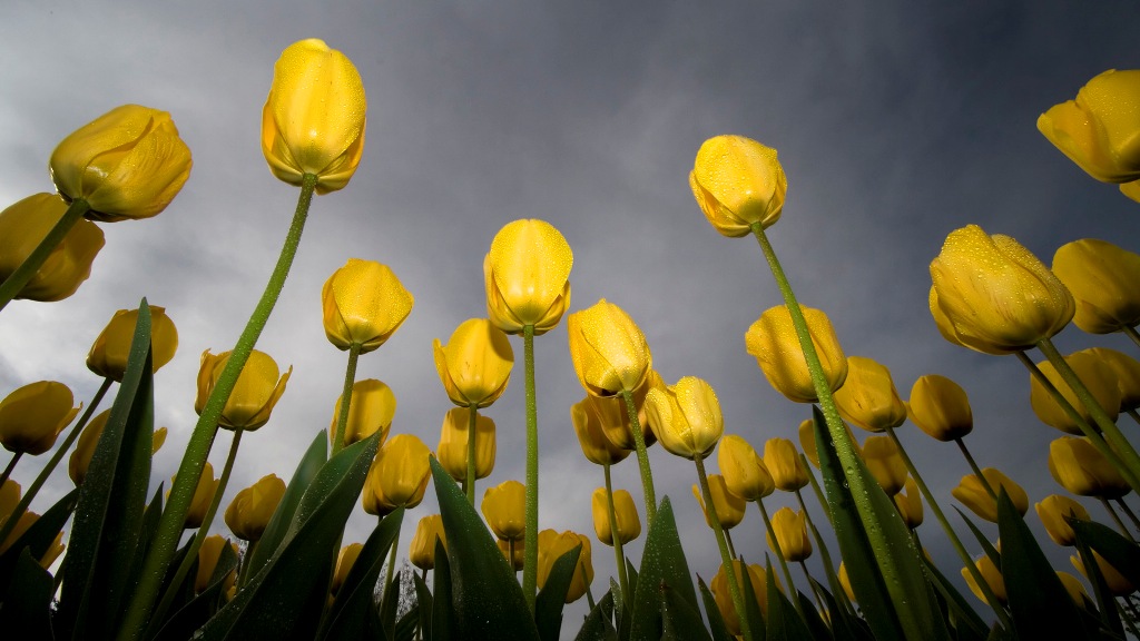 фото желтые тюльпаны