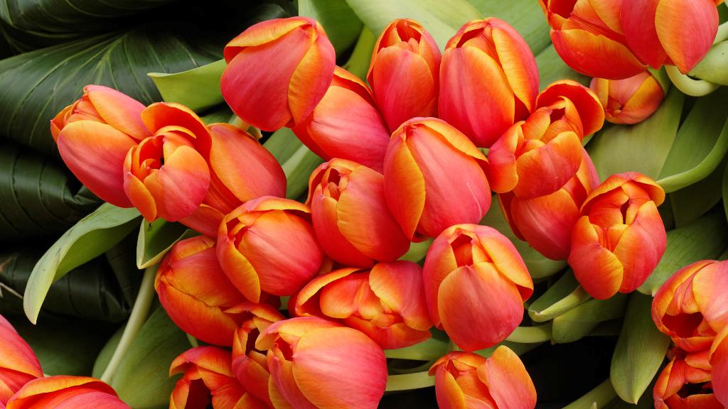 фото красные тюльпаны